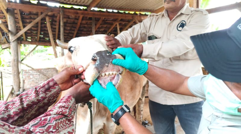 Jelang Idul Adha Pengendalian PMK Diperkuat, Pemprov Genjot Vaksinasi dan Edukasi Peternak