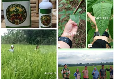 PHC Buktikan Hasil :    Saatnya Petani Lampung Beralih ke Pupuk Hayati Cair