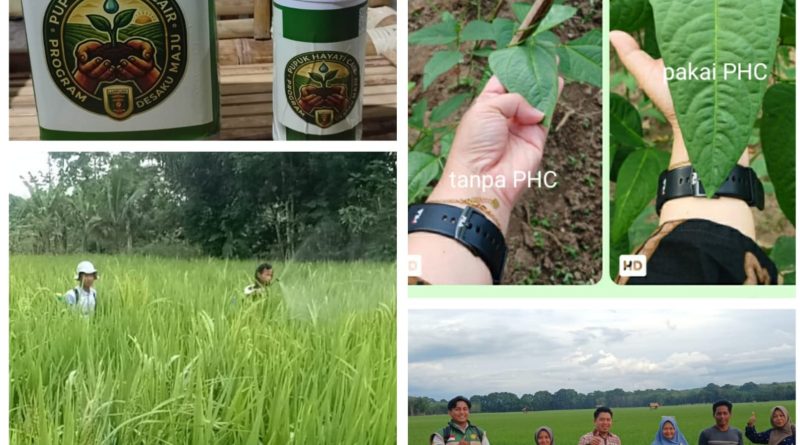 PHC Buktikan Hasil :    Saatnya Petani Lampung Beralih ke Pupuk Hayati Cair