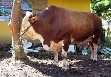 Bupati Egi Serahkan Sapi Kurban Bobot 1,051 Ton Bantuan Presiden untuk Warga Jati Agung