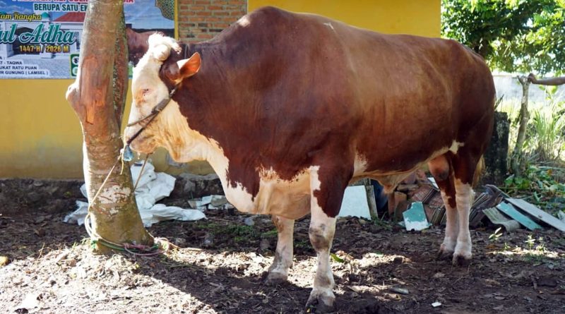 Bupati Egi Serahkan Sapi Kurban Bobot 1,051 Ton Bantuan Presiden untuk Warga Jati Agung