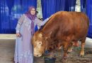 Permintaan Hewan Kurban Naik Tajam, Pengiriman Sapi dari Lampung Tembus 60 Ribu