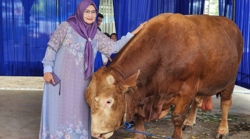 Permintaan Hewan Kurban Naik Tajam, Pengiriman Sapi dari Lampung Tembus 60 Ribu
