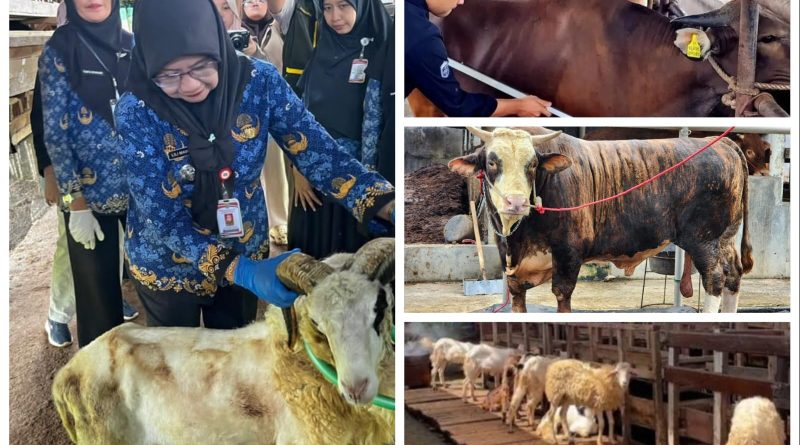 Penjualan Sapi Kurban Lampung 2026 Naik 40,15 Persen, Domba Melonjak 121,76 Persen